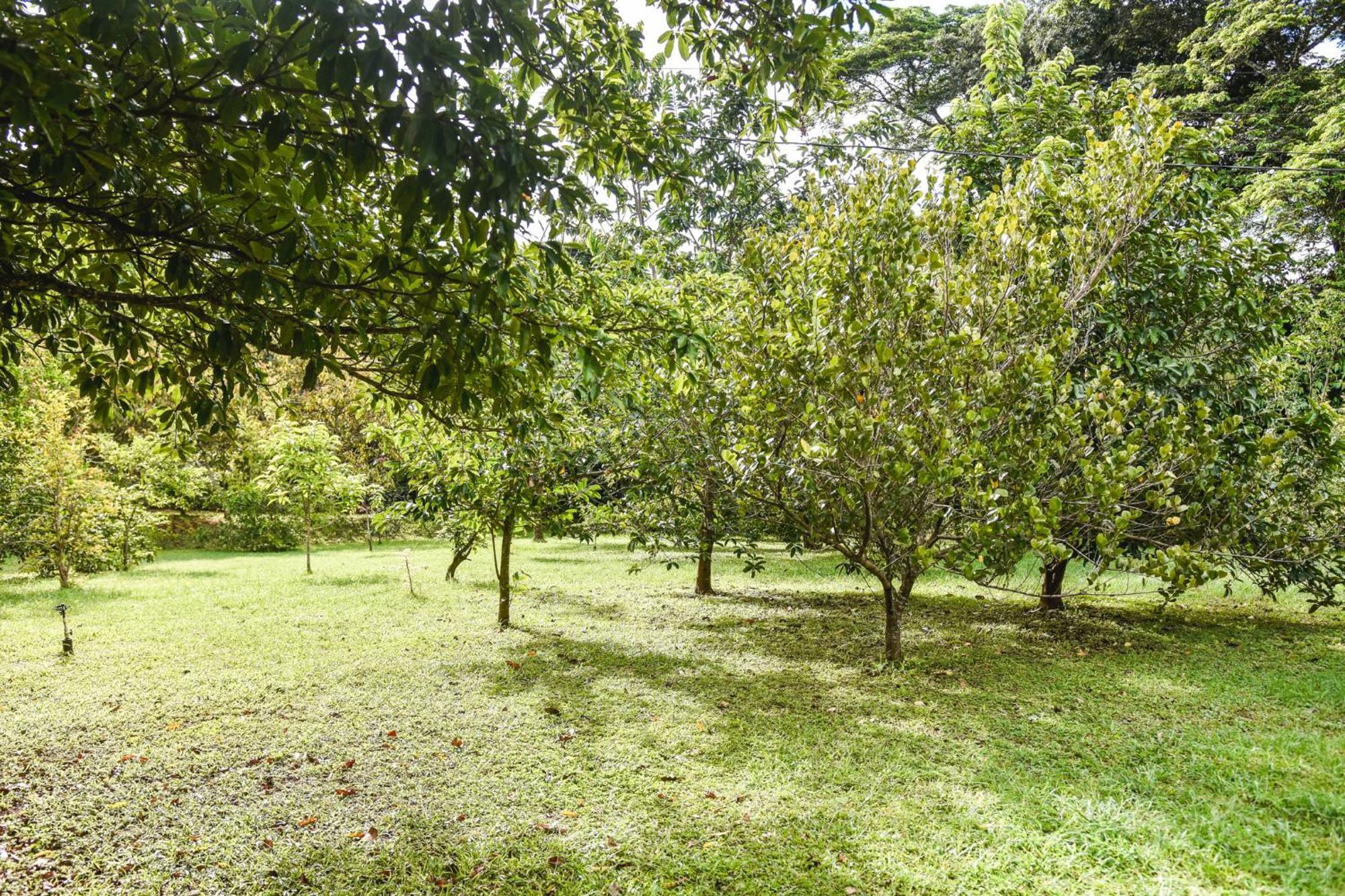 Carmona Casa Cora Bed And Breakfast מראה חיצוני תמונה